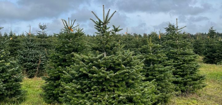 Vente sapin de Noël Belgique – Bruxelles.click – Les meilleurs adresses Vente sapin de Noël Belgique – Bruxelles.click – Les meilleurs adresses